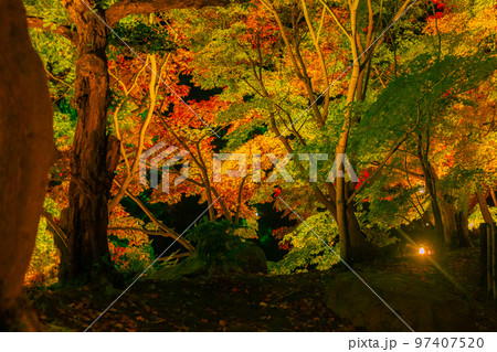 栗林公園 秋のライトアップ紅葉が最高 栗林公園 秋のライトアップ紅葉が最高 97407520
