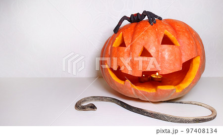 Halloween carved pumpkin face with snake and black spider Halloween carved pumpkin face with snake and black spider 97408134