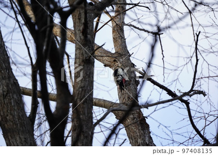 冬の公園にいたアカゲラ 97408135