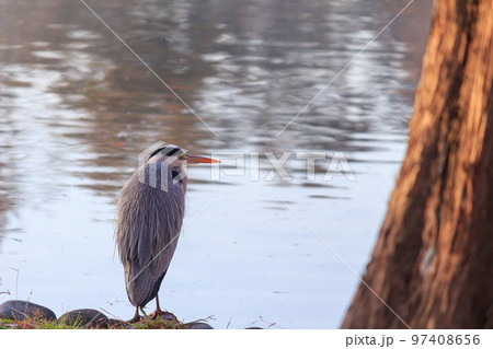 アオサギ 97408656