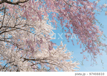 ピンクと白の桜の写真素材 [97408810] - PIXTA