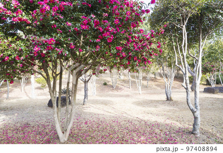 自然 風景 公園 97408894