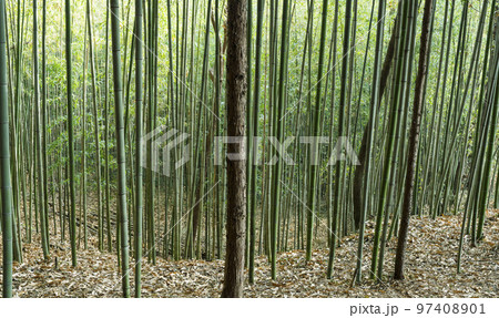 自然 風景 公園 97408901