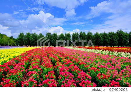 北海道 ファーム富田の絶景 (北海道中富良野町) 北海道 ファーム富田の絶景 (北海道中富良野町) 97409208