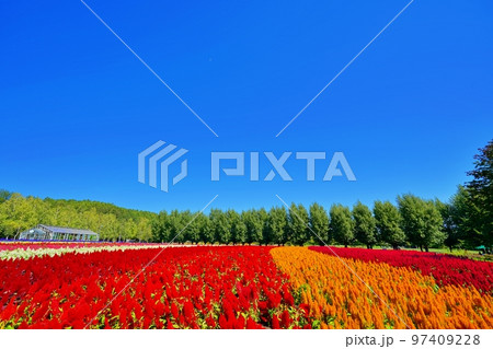 北海道 ファーム富田の絶景　(北海道中富良野町) 97409228