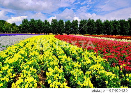 北海道 ファーム富田の絶景　(北海道中富良野町) 97409429