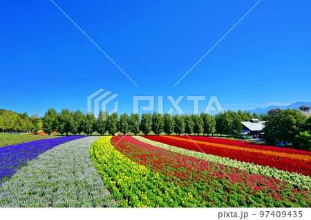 北海道 ファーム富田の絶景　(北海道中富良野町) 97409435