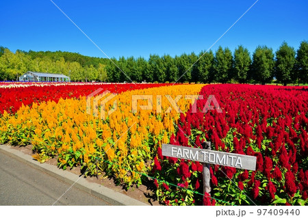 北海道 ファーム富田の絶景　(北海道中富良野町) 97409440