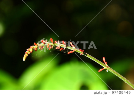 花 フラワー お花 97409449