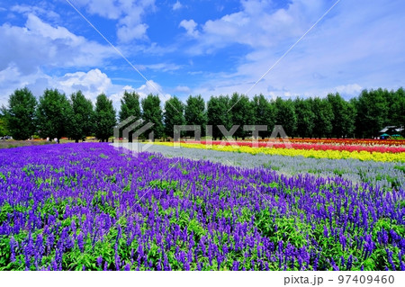 北海道 ファーム富田の絶景　(北海道中富良野町) 97409460