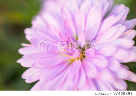Beautiful flowers close up abstract background 97409898