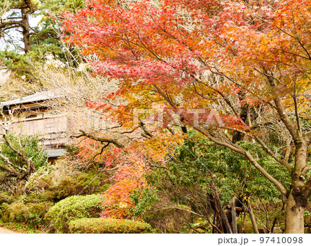 日本一の早咲きの梅が有名な恩賜熱海梅園の紅葉　 97410098