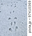 雪上を走ったリスの足跡 97410369