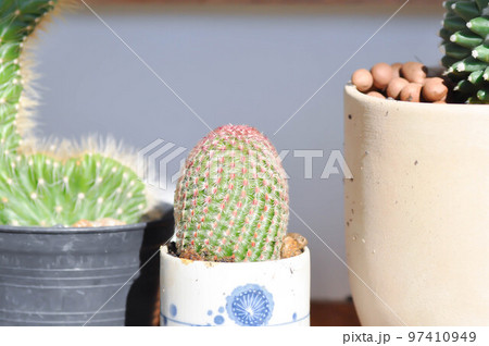 echinocereus pectinatus rubispinus,echinocereus pectinatus or pink cactus or cactus , succulent echinocereus pectinatus rubispinus,echinocereus pectinatus or pink cactus or cactus , succulent 97410949