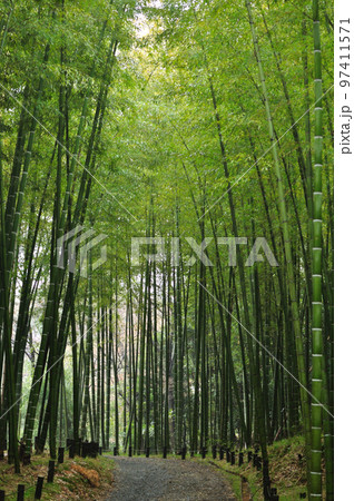 森林公園の竹林 森林公園の竹林 97411571