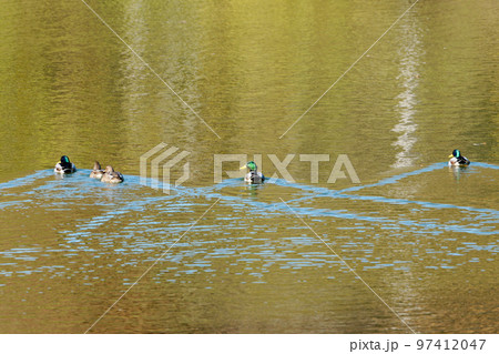 冬鳥マガモの飛来 冬鳥マガモの飛来 97412047