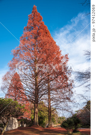 《愛知県》尾張旭市　秋の愛知県森林公園 97412069