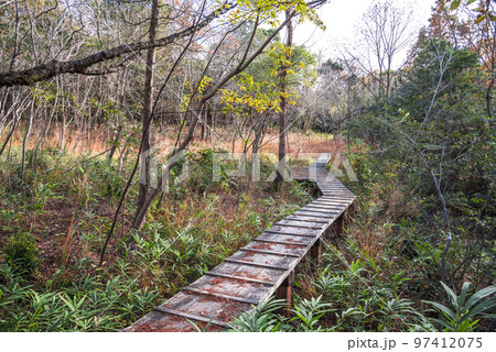 《愛知県》尾張旭市　秋の愛知県森林公園 97412075