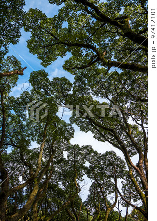 《愛知県》尾張旭市　秋の愛知県森林公園　クスノキ 97412101