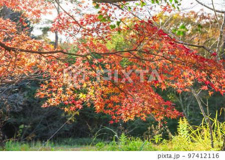 《愛知県》尾張旭市 秋の愛知県森林公園 《愛知県》尾張旭市 秋の愛知県森林公園 97412116