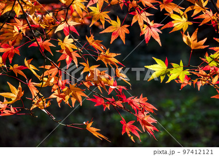 《愛知県》尾張旭市 秋の愛知県森林公園 《愛知県》尾張旭市 秋の愛知県森林公園 97412121