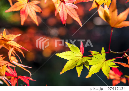 《愛知県》尾張旭市 秋の愛知県森林公園 《愛知県》尾張旭市 秋の愛知県森林公園 97412124