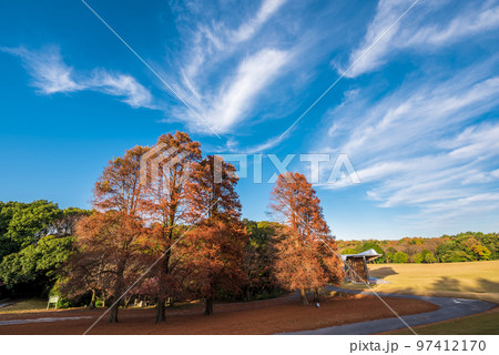《愛知県》尾張旭市　秋の愛知県森林公園 97412170