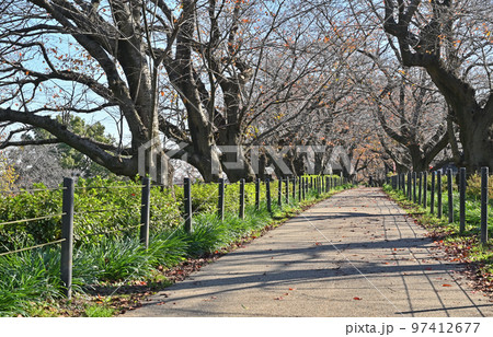 行幸堤之碑・権現堂堤 埼玉県幸手市 行幸堤之碑・権現堂堤 埼玉県幸手市 97412677