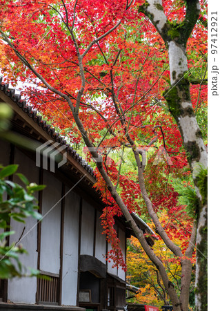 秋雨の細川刑部邸の紅葉が美しい 秋雨の細川刑部邸の紅葉が美しい 97412921