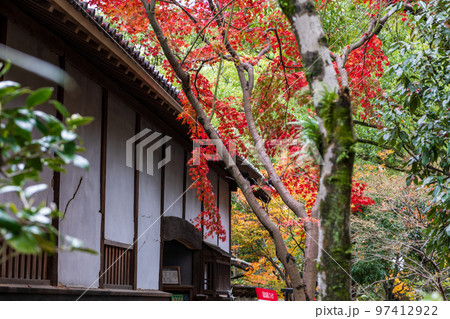 秋雨の細川刑部邸の紅葉が美しい 97412922