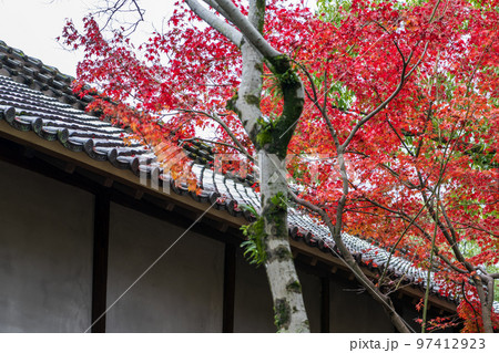秋雨の細川刑部邸の紅葉が美しい 97412923
