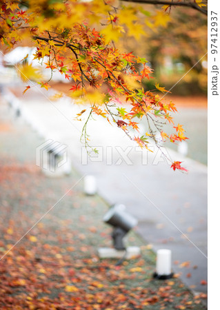 秋雨の細川刑部邸の紅葉が美しい 秋雨の細川刑部邸の紅葉が美しい 97412937