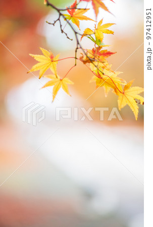 秋雨の細川刑部邸の紅葉が美しい 秋雨の細川刑部邸の紅葉が美しい 97412951