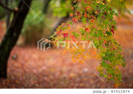 秋雨の細川刑部邸の紅葉が美しい 秋雨の細川刑部邸の紅葉が美しい 97412974