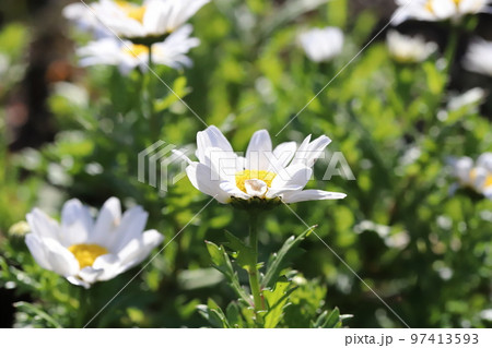 日本の冬の庭に咲く白いヒナギクの花 97413593