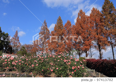 伊丹・バラ公園 97413702