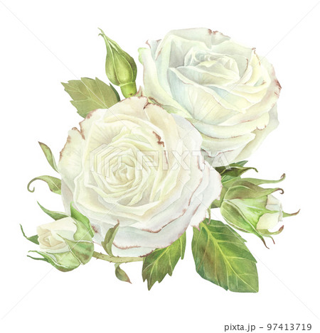 White roses with leaves composition. Watercolor illustration.Isolated on a white background.For design of sticker, dishes, greeting card, stationery, cosmetics, perfumes packaging, wedding invitation White roses with leaves composition. Watercolor illustration.Isolated on a white background.For design of sticker, dishes, greeting card, stationery, cosmetics, perfumes packaging, wedding invitation 97413719