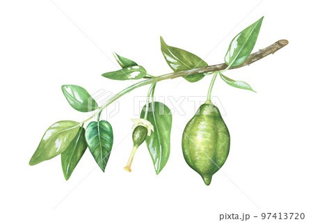 Green unripe lemons on a branch. Little lime....のイラスト素材 [97413720] - PIXTA