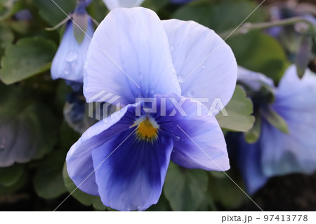 日本の冬の庭に咲く青いパンジーの花 日本の冬の庭に咲く青いパンジーの花 97413778