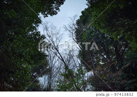 初冬の公園 散歩 97413832