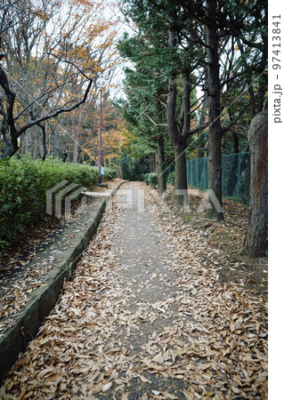 初冬の公園 散歩 97413841