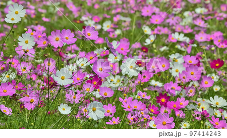 コスモスの花（Cosmos flower） 97414243