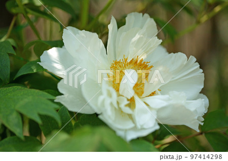 家の周りの草花 家の周りの草花 97414298