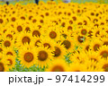 一面のひまわり畑 97414299