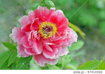 家の周りの草花 97414300