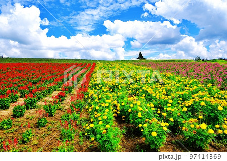 夏の北海道 かんのファーム　（北海道上富良野） 97414369