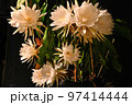 月下美人 97414444
