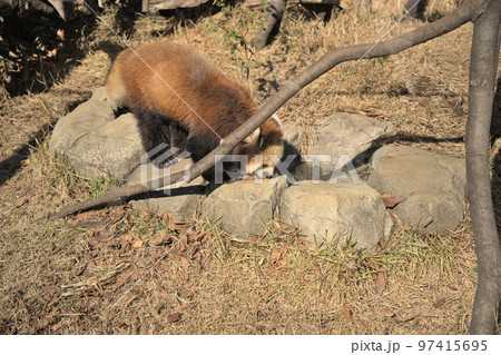 レッサーパンダ(上野動物園) レッサーパンダ(上野動物園) 97415695