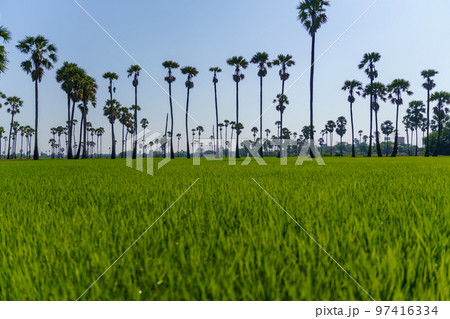 タイの風景・田んぼとオウギヤシ（シュガーパーム） 97416334