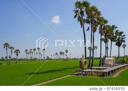 タイの田園風景を楽しめるカフェ(水田とオウギヤシ) タイの田園風景を楽しめるカフェ(水田とオウギヤシ) 97416350